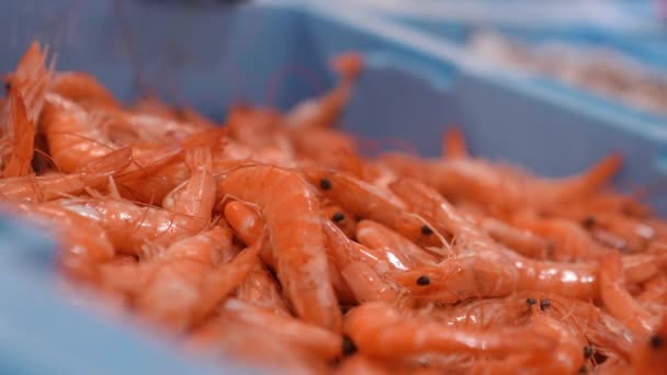 店頭での販売のための新鮮なエビのクローズアップ 地元市場での魚介類の展示 市内のショップで青の容器に生のオレンジ魚 — ストック動画