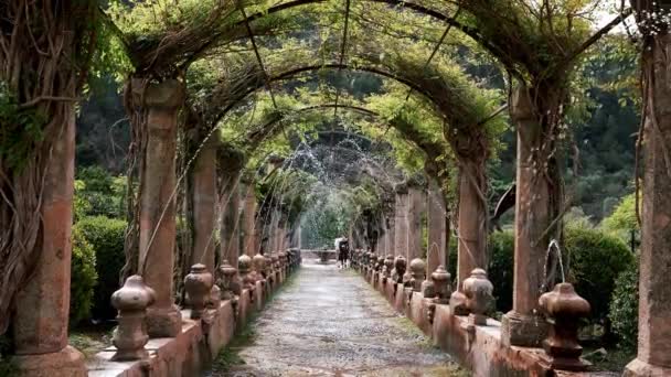 View Creepers Plants Covered Pergola Amidst Trees Old Column Structure — 비디오