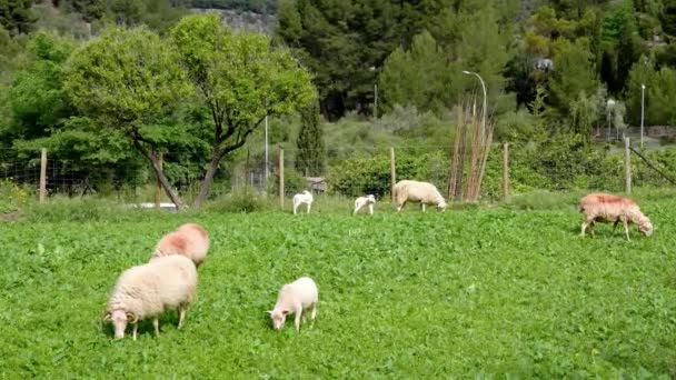 Ovelhas Pastando Campo Verde Pecuária Contra Vedação Árvores Floresta Vista — Vídeo de Stock
