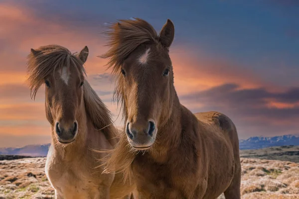 Zlanda Atlarının Güzel Tarladaki Yakın Plan Portresi Vadideki Güzel Memeliler — Stok fotoğraf