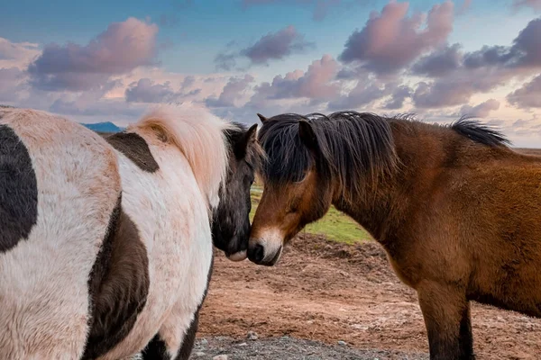 Cavalli Islandesi Marroni Bianchi Piedi Sul Campo Primo Piano Animali — Foto Stock