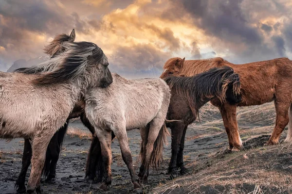 Hjord Hästar Gräs Står Vid Svart Sandstrand Djur Dramatiskt Landskap — Stockfoto