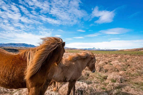 Kahverengi Zlanda Atları Çimenlik Alanda Duruyor Dağda Otlayan Otçul Memelilerin — Stok fotoğraf