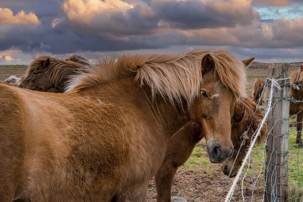 Primo Piano Cavalli Islandesi Piedi Vicino Alla Recinzione Animali Erbivori — Foto Stock