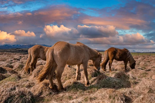Коричневі Ісландські Коні Пасуться Трав Яному Полі Травоїдні Ссавці Стоять — стокове фото