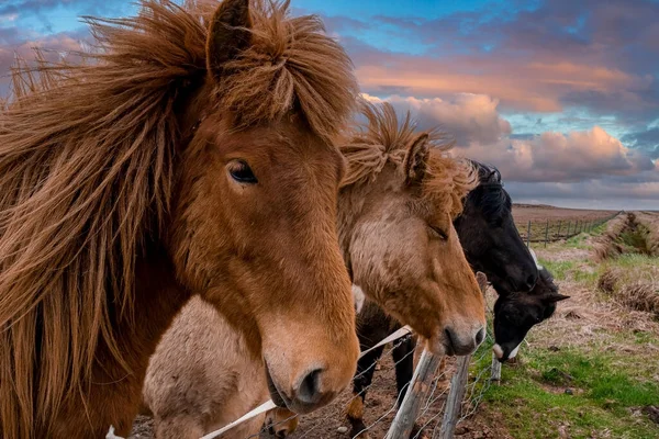Close Icelandic Horses Standing Fence Brown Black Herbivorous Mammals Standing — Stock Photo, Image