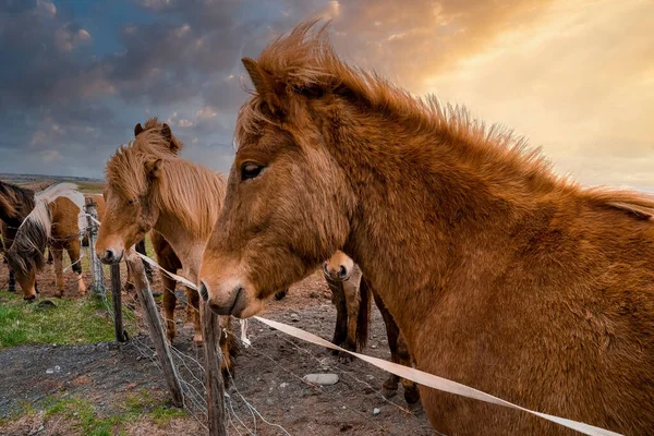 Біля Паркану Стоять Коричневі Ісландські Коні Трав Янисті Тварини Пасуться — стокове фото