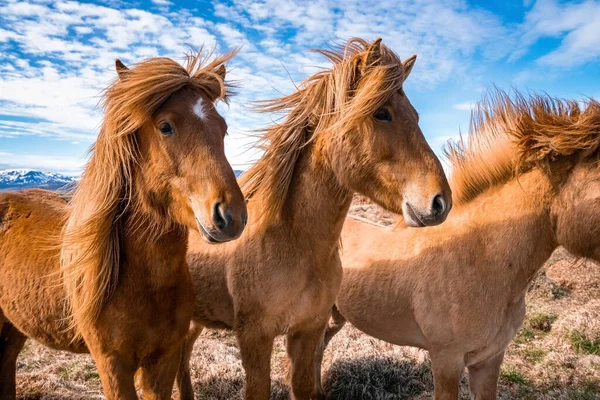 Primo Piano Cavalli Islandesi Piedi Campo Erboso Mammiferi Erbivori Pascolo — Foto Stock