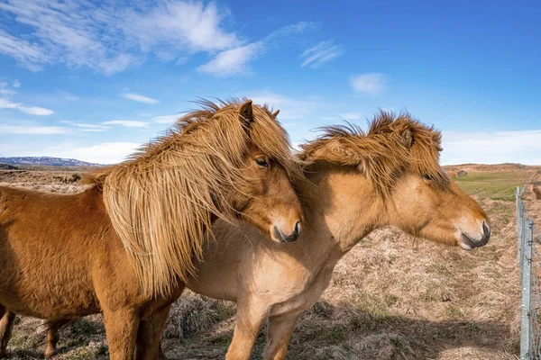 Zlanda Atları Çimenlik Alanda Duruyor Dağda Otlayan Kahverengi Otçul Memelilere — Stok fotoğraf