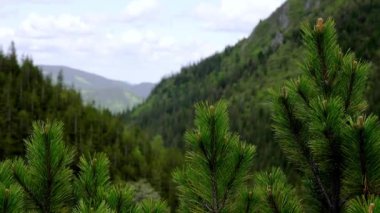 Kayalık uçurum ve dağ zirvesi dik yamaç ve yosun bulutlu gökyüzüne karşı. Ukrayna 'daki Karpatlar' ın güzel manzarası.