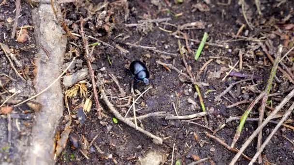 春に光の粒状の砂の地下を這うドアのカブトムシ 魅力的な虫のクローズアップ — ストック動画