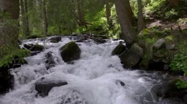 Dağ nehri sık ormandaki ağaçların arasından kayaların üzerinden akıyor. Dağlarda şelale. Dağ ormanında vahşi nehir şelalesi