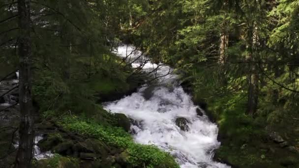 Hegyi Folyó Folyik Sziklák Között Fák Sűrű Erdőben Vízesés Hegyekben — Stock videók
