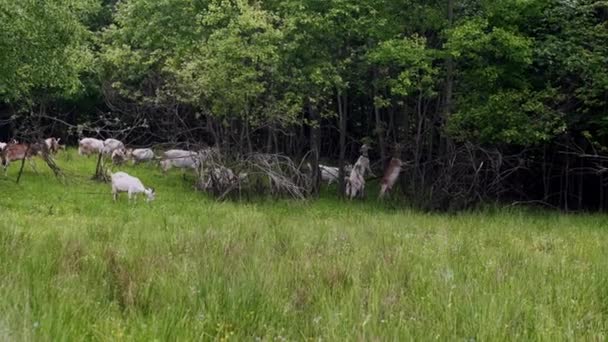 Witte Geiten Een Weiland Van Een Geitenboerderij Een Kleine Kudde — Stockvideo