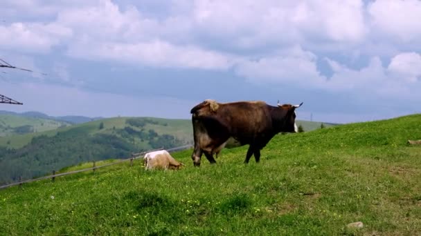 フィールドで牛 ウクライナの草や牧草地で放牧 農業牧場で 牛は干し草とシラージュを食べる 品種には 斑点のある公園 マレーグレー アンガス ブランガス ここフォード — ストック動画