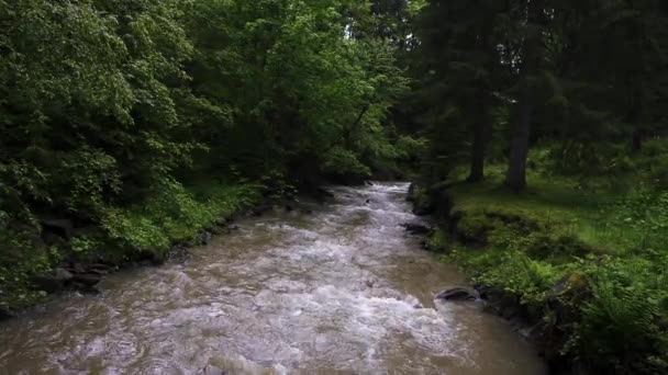 鬱蒼とした森の中の木々の間の岩の上を流れる山の川 山の中の滝 山の森の中の野川の滝 — ストック動画