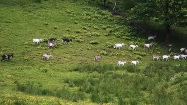 White Goats Meadow Goat Farm Small Herd Goats Crawling Meadow — Stock Video