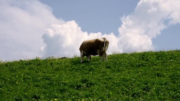 우크라이나 목초지에서 소들은 농장에서 있습니다 소들은 건초와 명주를 먹습니다 그레이 — 비디오