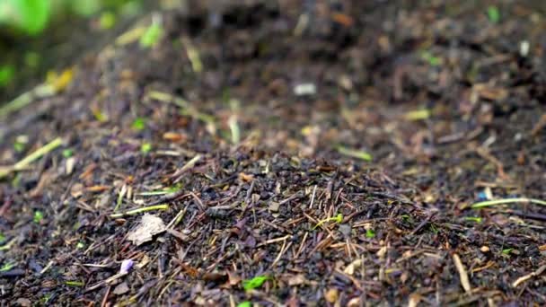 Pequenas Formigas Florestais Carregando Folhas Tronco Árvore Seca Grande Número — Vídeo de Stock