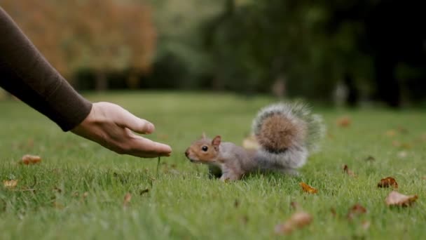 ロンドンの公園で空腹のリスにピーナッツを与える人間の手 かわいいリスにナッツを与える手 ロンドンの生活 — ストック動画