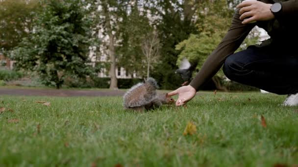ロンドンの公園で空腹のリスにピーナッツを与える人間の手 かわいいリスにナッツを与える手 ロンドンの生活 — ストック動画