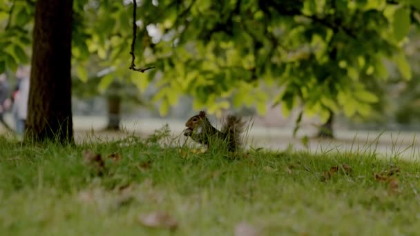 Mão Humana Alimentando Esquilo Faminto Com Amendoim Parque Londres Mão — Vídeo de Stock