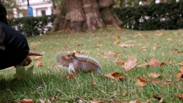 Słodka Mała Wiewiórka Orzeszkiem Ziemnym Londyńskim Parku Dzika Przyroda Londynie — Wideo stockowe