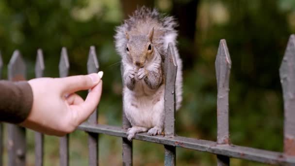 Mano Humana Alimentando Hambrienta Ardilla Con Cacahuete Parque Londres Alimentación — Vídeos de Stock