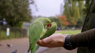 Londra 'daki yeşil papağan parkta uçuyor ve bir elin üzerinde oturuyor, Londra, İngiltere' deki parklardan birinde fındık yiyor. Londra 'da vahşi yaşamı beslemek.