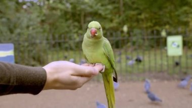 Londra 'daki yeşil papağan parkta uçuyor ve bir elin üzerinde oturuyor, Londra, İngiltere' deki parklardan birinde fındık yiyor. Londra 'da vahşi yaşamı beslemek.