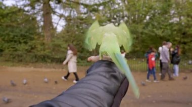 Londra 'daki yeşil papağan parkta uçuyor ve bir elin üzerinde oturuyor, Londra, İngiltere' deki parklardan birinde fındık yiyor. Londra 'da vahşi yaşamı beslemek.