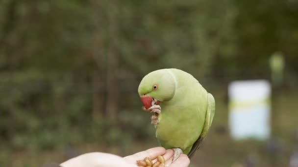 Papagaio Verde Londres Voando Parque Sentado Uma Mão Comendo Nozes — Vídeo de Stock