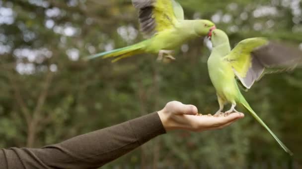 Zielona Papuga Londynie Latająca Parku Siedząca Dłoni Jedząca Orzechy Jednym — Wideo stockowe