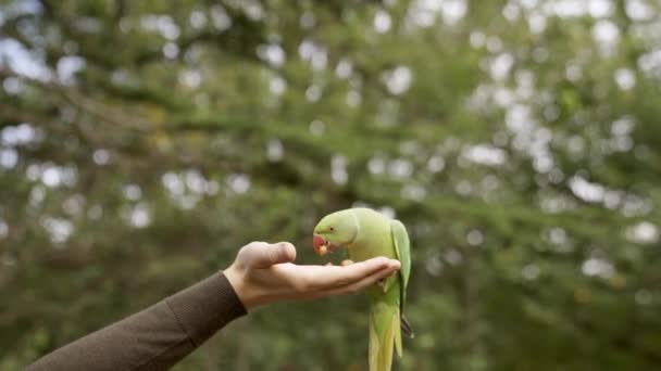 Green Parrot London Flying Park Sitting Hand Eating Nuts One — Stock Video