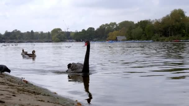 在伦敦的公园里 美丽的黑天鹅带着红色的喙在波涛汹涌的湖水上游动 黑天鹅在伦敦市中心的一个池塘里游泳 — 图库视频影像