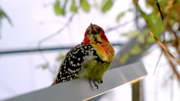 Łapacz Ptak Siedzący Gałęzi Drzewa Zielonym Zoo Planety Piękny Ptak — Wideo stockowe
