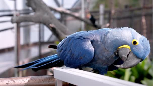 Niebieska Papuga Siedziała Drucianym Płocie Zielonym Zoo Hiacyntowa Macaw Siedząca — Wideo stockowe