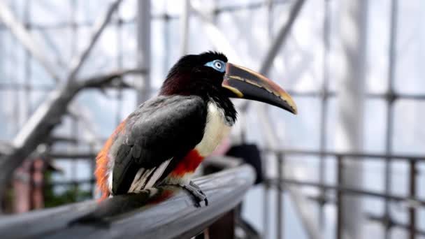 Ciekawy Tukan Siedzący Drucianym Płocie Zielonym Zoo Tukan Ptak Siedzący — Wideo stockowe