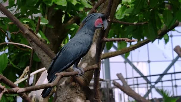 緑の惑星動物園の木の枝にパームカクテル鳥 動物園の木の枝に座っているオウム — ストック動画