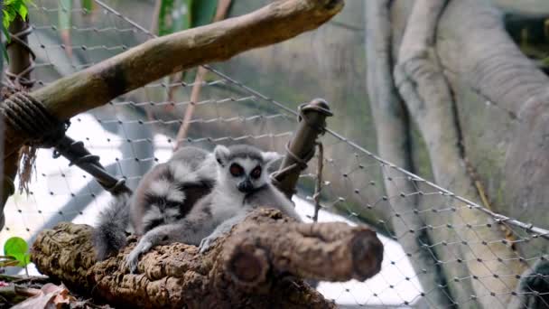 Lêmures Cauda Anelada Brincando Com Diferentes Objetos Zoológico Planeta Verde — Vídeo de Stock