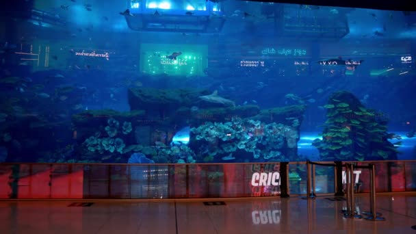 Groot Onderwateraquarium Dierentuin Het Winkelcentrum Bekend Als Mall Emirates Grootste — Stockvideo