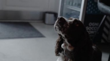 4k video of English Springer Spaniel in a dark room waiting for orders. Hunter dog.
