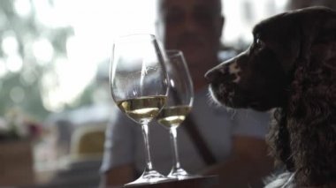 İngiliz Springer Spaniel 'in şarap kadehlerinin yanındaki barda sipariş beklerken 4K videosu. Avcı köpek.