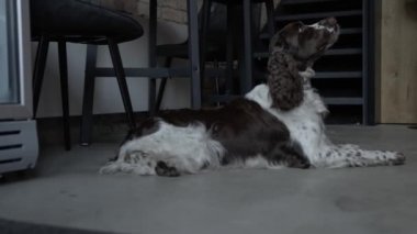İngiliz Springer Spaniel 'in karanlık bir odada emir beklerken 4K videosu. Avcı köpek.