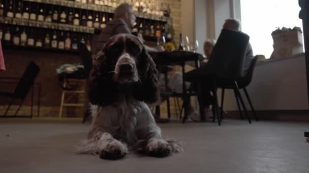 Video English Springer Spaniel Dark Room Waiting Orders Hunter Dog — ストック動画