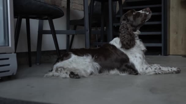 Video English Springer Spaniel Dark Room Waiting Orders Hunter Dog — ストック動画