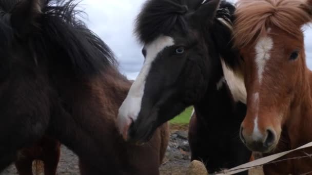 Vista Perto Dos Cavalos Islandeses Campo Gramado Mamíferos Herbívoros Pastando — Vídeo de Stock