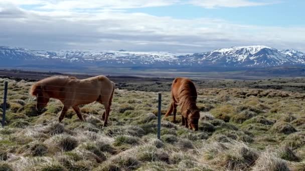 Close Zicht Ijslandse Paarden Die Het Grasveld Staan Herbivore Zoogdieren — Stockvideo