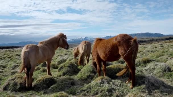 Close View Icelandic Horses Standing Grassy Field Herbivorous Mammals Grazing — 图库视频影像