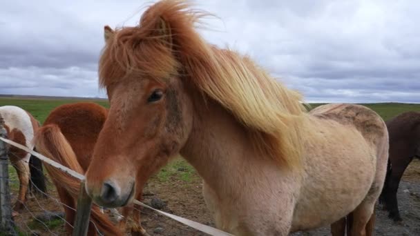 Close View Icelandic Horses Standing Grassy Field Herbivorous Mammals Grazing — Vídeo de Stock